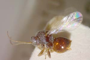 Synergus carinatus Vassileva-Samanlieva, 1985 [паратип IBERZCXX0016] (c) Институт по биоразнообразие и екосистемни изследвания, БАН — Зоологическа колекция (IBER-ZC)