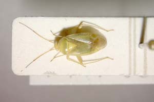 Lygocoris zebei Günther, 1997 [паратип IBERZCXX0035] (c) Институт по биоразнообразие и екосистемни изследвания, БАН — Зоологическа колекция (IBER-ZC)