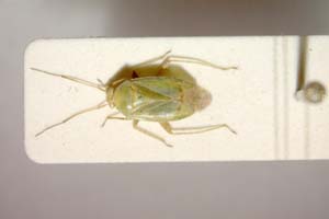 Lygocoris zebei Günther, 1997 [паратип IBERZCXX0036] (c) Институт по биоразнообразие и екосистемни изследвания, БАН — Зоологическа колекция (IBER-ZC)