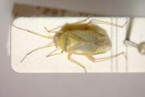 Lygocoris zebei Günther, 1997 [паратип IBERZCXX0037] (c) Институт по биоразнообразие и екосистемни изследвания, БАН — Зоологическа колекция (IBER-ZC)