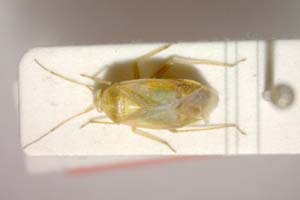 Lygocoris zebei Günther, 1997 [паратип IBERZCXX0038] (c) Институт по биоразнообразие и екосистемни изследвания, БАН — Зоологическа колекция (IBER-ZC)