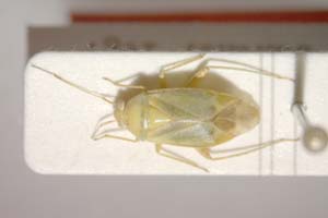 Lygocoris zebei Günther, 1997 [паратип IBERZCXX0039] (c) Институт по биоразнообразие и екосистемни изследвания, БАН — Зоологическа колекция (IBER-ZC)