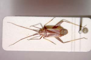 Phytocoris limonii Günther, 1992 [паратип IBERZCXX0042] (c) Институт по биоразнообразие и екосистемни изследвания, БАН — Зоологическа колекция (IBER-ZC)