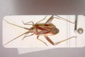 Phytocoris limonii Günther, 1992 [паратип IBERZCXX0043] (c) Институт по биоразнообразие и екосистемни изследвания, БАН — Зоологическа колекция (IBER-ZC)