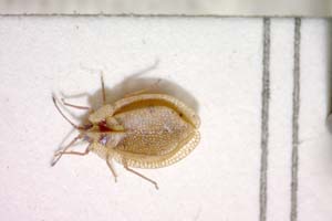 Acalypta anatolica Josifov, 1967 [паратип IBERZCXX0046] (c) Институт по биоразнообразие и екосистемни изследвания, БАН — Зоологическа колекция (IBER-ZC)