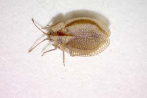 Acalypta anatolica Josifov, 1967 [паратип IBERZCXX0047] (c) Институт по биоразнообразие и екосистемни изследвания, БАН — Зоологическа колекция (IBER-ZC)