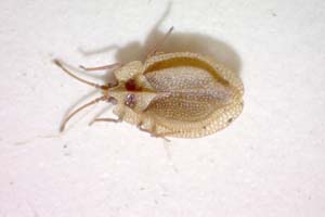 Acalypta anatolica Josifov, 1967 [паратип IBERZCXX0048] (c) Институт по биоразнообразие и екосистемни изследвания, БАН — Зоологическа колекция (IBER-ZC)