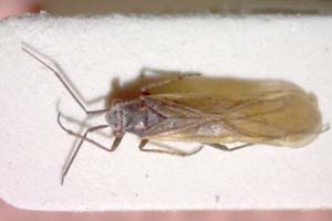Dimorphocoris remanei Wagner, 1965 [паратип IBERZCXX0049] (c) Институт по биоразнообразие и екосистемни изследвания, БАН — Зоологическа колекция (IBER-ZC)
