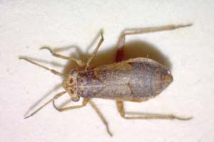 Dimorphocoris remanei Wagner, 1965 [паратип IBERZCXX0050] (c) Институт по биоразнообразие и екосистемни изследвания, БАН — Зоологическа колекция (IBER-ZC)