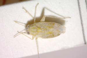 Solenoxyphus minor Wagner, 1969 [паратип IBERZCXX0053] (c) Институт по биоразнообразие и екосистемни изследвания, БАН — Зоологическа колекция (IBER-ZC)