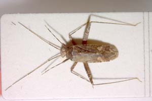 Phytocoris thrax Josifov, 1969 [холотип IBERZCXX0064] (c) Институт по биоразнообразие и екосистемни изследвания, БАН — Зоологическа колекция (IBER-ZC)