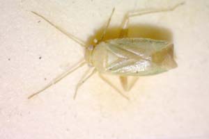 Orthotylus bureschi Josifov, 1969 [паратип IBERZCXX0066] (c) Институт по биоразнообразие и екосистемни изследвания, БАН — Зоологическа колекция (IBER-ZC)