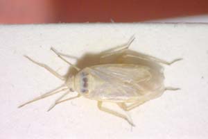 Placochilus seladonicus mediterraneus Josifov, 1969 [паратип IBERZCXX0069] (c) Институт по биоразнообразие и екосистемни изследвания, БАН — Зоологическа колекция (IBER-ZC)