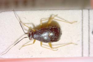 Mecomma ambulans montanus Josifov, 1969 [паратип IBERZCXX0072] (c) Институт по биоразнообразие и екосистемни изследвания, БАН — Зоологическа колекция (IBER-ZC)