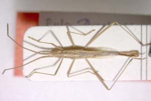 Chorosoma gracile Josifov, 1968 [paratype IBERZCXX0086] (c) Institute of Biodiversity and Ecosystem Research, BAS — Zoological Collection (IBER-ZC)