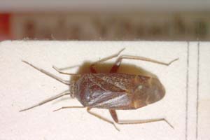 Psallus betulei montanus Josifov, 1973 [paratype IBERZCXX0099] (c) Institute of Biodiversity and Ecosystem Research, BAS — Zoological Collection (IBER-ZC)