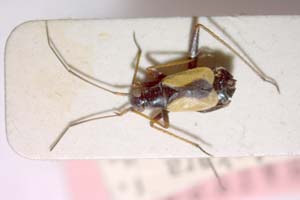 Alloeonotus obtusus Wagner, 1968 [paratype IBERZCXX0110] (c) Institute of Biodiversity and Ecosystem Research, BAS — Zoological Collection (IBER-ZC)