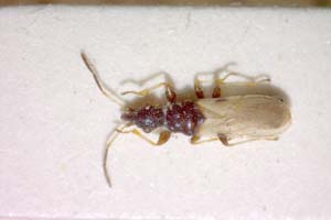 Auchenodes joakimoffi Seidenstücker et Josifov, 1961 [paratype IBERZCXX0121] (c) Institute of Biodiversity and Ecosystem Research, BAS — Zoological Collection (IBER-ZC)