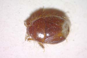 Aethus balcanicus Josifov, 1986 [paratype IBERZCXX0135] (c) Institute of Biodiversity and Ecosystem Research, BAS — Zoological Collection (IBER-ZC)
