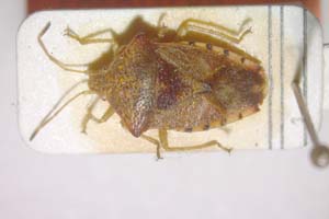 Elasmucha eckerleini Josifov, 1971 [paratype IBERZCXX0140] (c) Institute of Biodiversity and Ecosystem Research, BAS — Zoological Collection (IBER-ZC)