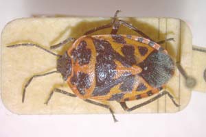 Eurydema eckerleini Josifov, 1961 [paratype IBERZCXX0145] (c) Institute of Biodiversity and Ecosystem Research, BAS — Zoological Collection (IBER-ZC)