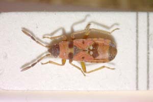 Horvathiolus kiritshenkoi Josifov, 1965 [paratype IBERZCXX0154] (c) Institute of Biodiversity and Ecosystem Research, BAS — Zoological Collection (IBER-ZC)