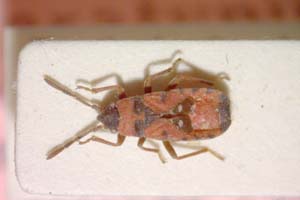 Horvathiolus kiritshenkoi Josifov, 1965 [paratype IBERZCXX0156] (c) Institute of Biodiversity and Ecosystem Research, BAS — Zoological Collection (IBER-ZC)