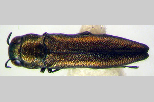 Agrilus cteniasiformis Curletti & Sakalian, 2009 [holotype IBERZCXX0437] (c) Institute of Biodiversity and Ecosystem Research, BAS — Zoological Collection (IBER-ZC)
