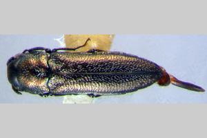 Agrilus gueorguievi Curletti & Sakalian, 2009 [holotype IBERZCXX0438] (c) Institute of Biodiversity and Ecosystem Research, BAS — Zoological Collection (IBER-ZC)