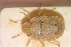 Sciocoris espanoli Wagner, 1965 [paratype IBERZCXX0158] (c) Institute of Biodiversity and Ecosystem Research, BAS — Zoological Collection (IBER-ZC)