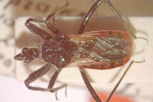 Rhynocoris kiritshenkoi Popov, 1965 [paratype IBERZCXX0161] (c) Institute of Biodiversity and Ecosystem Research, BAS — Zoological Collection (IBER-ZC)