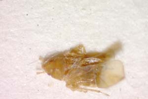 Cryptostemma carpaticum Josifov, 1967 [паратип IBERZCXX0178] (c) Институт по биоразнообразие и екосистемни изследвания, БАН — Зоологическа колекция (IBER-ZC)