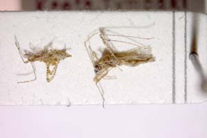 Gampsocoris eckerleini Josifov, 1959 [paratype IBERZCXX0189] (c) Institute of Biodiversity and Ecosystem Research, BAS — Zoological Collection (IBER-ZC)