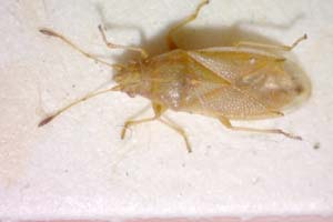 Cymus elegans Josifov & Kerzhner, 1978 [paratype IBERZCXX0192] (c) Institute of Biodiversity and Ecosystem Research, BAS — Zoological Collection (IBER-ZC)