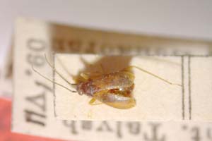 Orthonotus kiritshenkoi Josifov, 1964 [paratype IBERZCXX0217] (c) Institute of Biodiversity and Ecosystem Research, BAS — Zoological Collection (IBER-ZC)