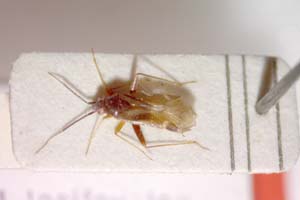 Orthonotus pseudoponticus Josifov, 1964 [paratype IBERZCXX0220] (c) Institute of Biodiversity and Ecosystem Research, BAS — Zoological Collection (IBER-ZC)