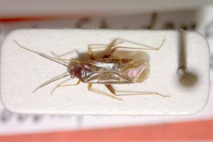 Orthonotus pseudoponticus Josifov, 1964 [paratype IBERZCXX0221] (c) Institute of Biodiversity and Ecosystem Research, BAS — Zoological Collection (IBER-ZC)