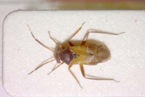 Pilophorus benjamin Rieger, 1984 [paratype IBERZCXX0228] (c) Institute of Biodiversity and Ecosystem Research, BAS — Zoological Collection (IBER-ZC)