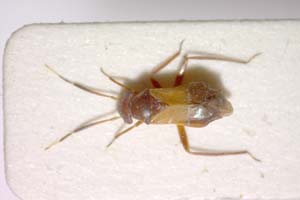 Pilophorus benjamin Rieger, 1984 [paratype IBERZCXX0229] (c) Institute of Biodiversity and Ecosystem Research, BAS — Zoological Collection (IBER-ZC)