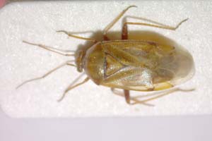 Lygus dracunculi Josifov, 1992 [paratype IBERZCXX0231] (c) Institute of Biodiversity and Ecosystem Research, BAS — Zoological Collection (IBER-ZC)