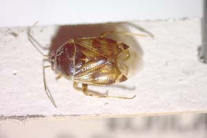Deraeocoris onphoriensis Josifov, 1992 [паратип IBERZCXX0232] Институт по биоразнообразие и екосистемни изследвания, БАН — Зоологическа колекция (IBER-ZC)