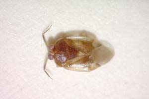 Isometopus longirostris Josifov, 1993 [paratype IBERZCXX0238] (c) Institute of Biodiversity and Ecosystem Research, BAS — Zoological Collection (IBER-ZC)