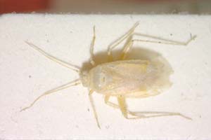 Heterochlorillus nathaliae Josifov, 1974 [paratype IBERZCXX0243] (c) Institute of Biodiversity and Ecosystem Research, BAS — Zoological Collection (IBER-ZC)