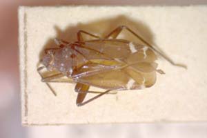 Macrotylus soosi Josifov, 1962 [paratype IBERZCXX0245] (c) Institute of Biodiversity and Ecosystem Research, BAS — Zoological Collection (IBER-ZC)