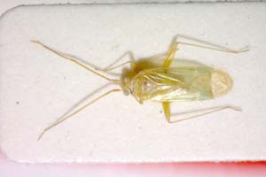 Blepharidopterus mesasiaticus Josifov, 1993 [paratype IBERZCXX0253] (c) Institute of Biodiversity and Ecosystem Research, BAS — Zoological Collection (IBER-ZC)