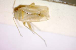 Tuponia eckerleini orientalis Wagner, 1955 [paratype IBERZCXX0261] (c) Institute of Biodiversity and Ecosystem Research, BAS — Zoological Collection (IBER-ZC)