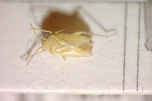 Tuponia dalmatina Wagner, 1955 [paratype IBERZCXX0285] (c) Institute of Biodiversity and Ecosystem Research, BAS — Zoological Collection (IBER-ZC)