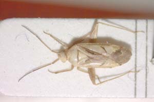 Phytocoris dichrooscytoides Josifov, 1974 [paratype IBERZCXX0291] (c) Institute of Biodiversity and Ecosystem Research, BAS — Zoological Collection (IBER-ZC)