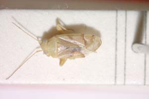 Dichrooscytus seidenstueckeri Josifov, 1974 [paratype IBERZCXX0294] (c) Institute of Biodiversity and Ecosystem Research, BAS — Zoological Collection (IBER-ZC)