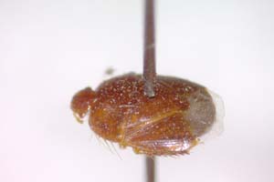 Aethus balcanicus Josifov, 1986 [paratype IBERZCXX0314] (c) Institute of Biodiversity and Ecosystem Research, BAS — Zoological Collection (IBER-ZC)